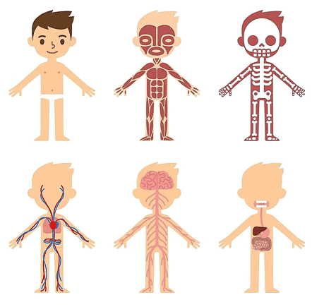 Our Body - CBSE Worksheets- 1
