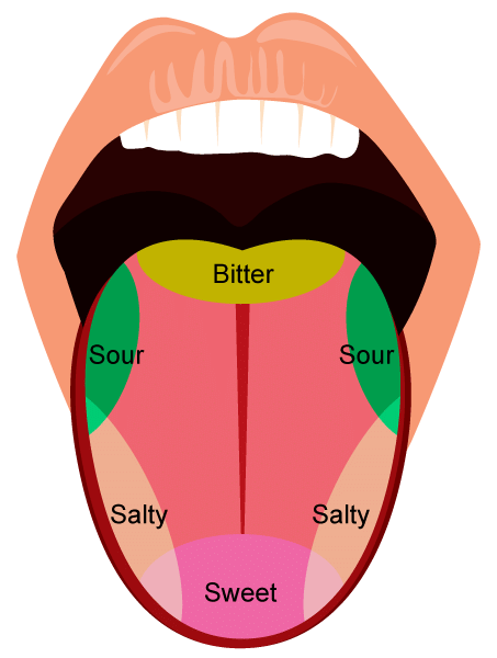 Sense Organs - 1 Class 1 Worksheet EVS