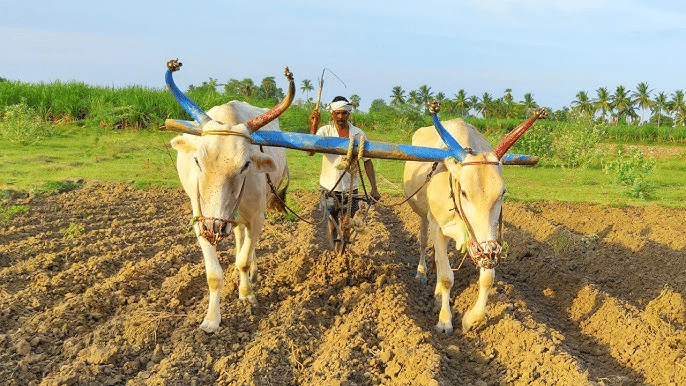 NCERT Solutions for Class 5 EVS Chapter 19 - A seed tells a Farmer`s Story