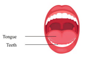 NCERT Solutions for Class 7 Science - Nutrition in Animals