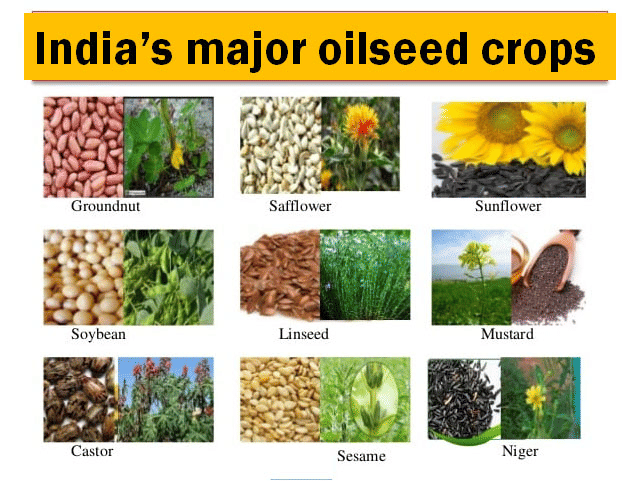 Food from Plants Class 1 Notes Science