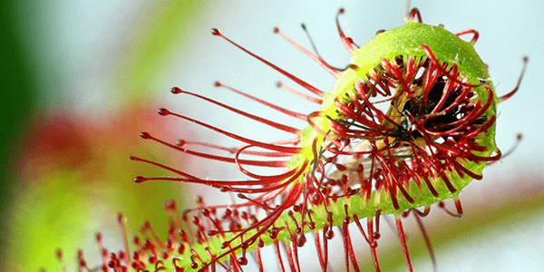 Sundews