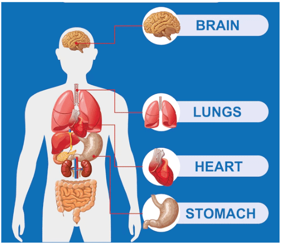 Our Body Chapter Notes | EVS for Class 2