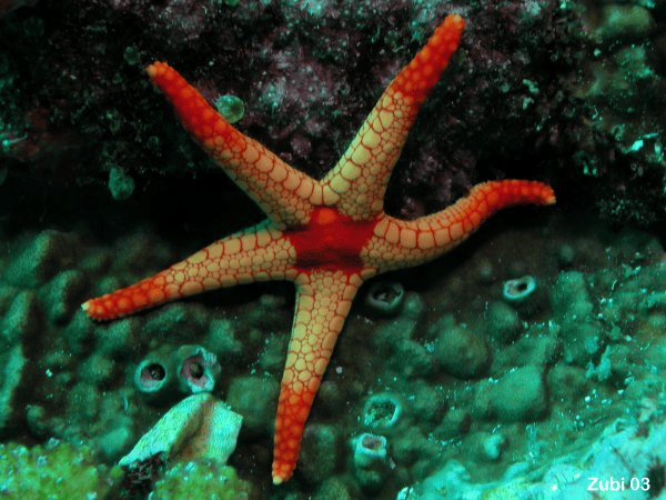Star Fish