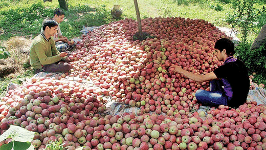 Himachal Pradesh is a good producer of apples
