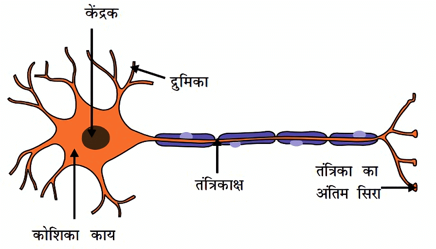 नोट्स, पाठ - 7 नियंत्रण एवं समन्वय (कक्षा दसंवी) - Class 10