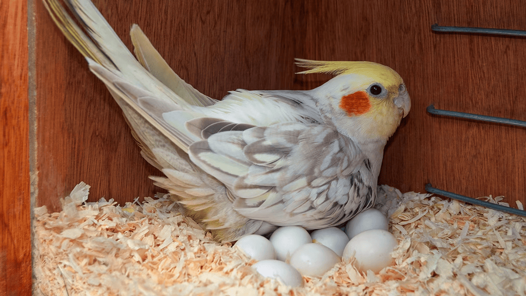 Birds lay eggs