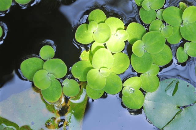 Adaptations in Plants Class 4 Notes Science