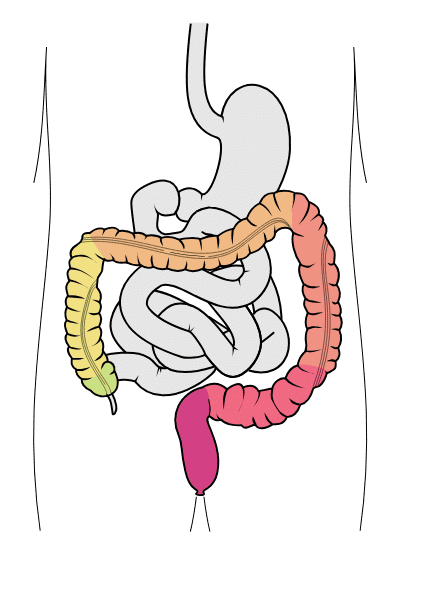 Large Intestine
