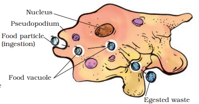 NCERT Solutions for Class 7 Science - Nutrition in Animals