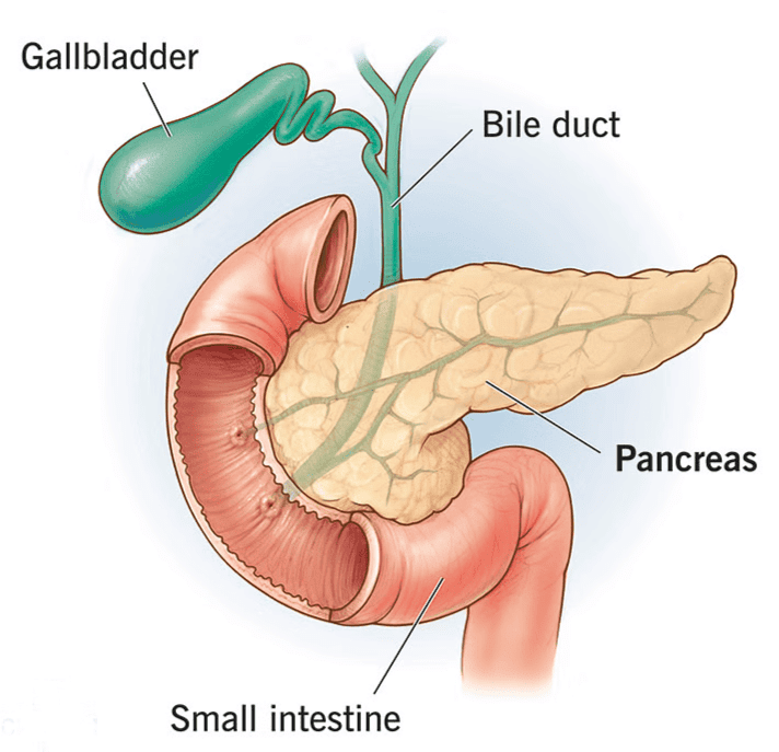 Pancreas