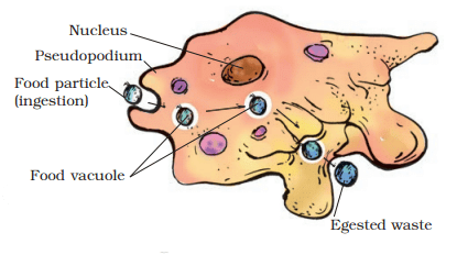 Amoeba