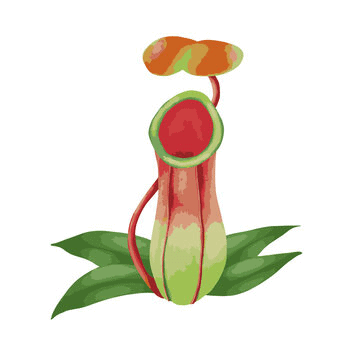 Pitcher Plant