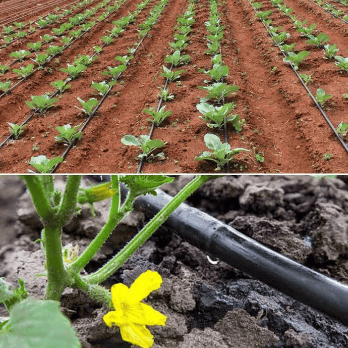 MCQ (Solution) - Crop Production Management | Science Class 8