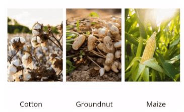 Crop Production and Management Class 8 Notes Science Chapter 1