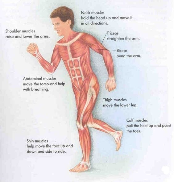 Bones, Muscles and Postures Class 2 Notes Science