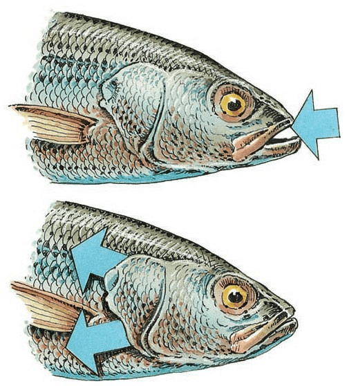Gills of Fish