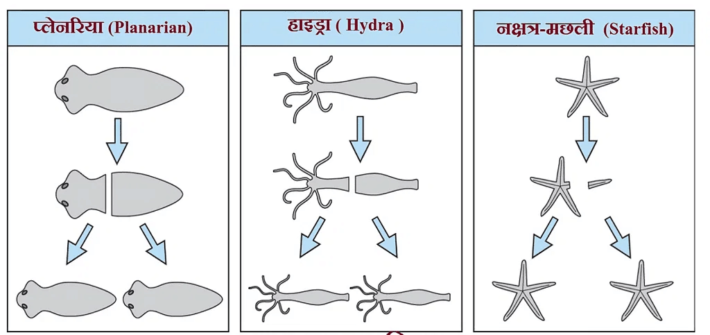  पुनर्जनन 