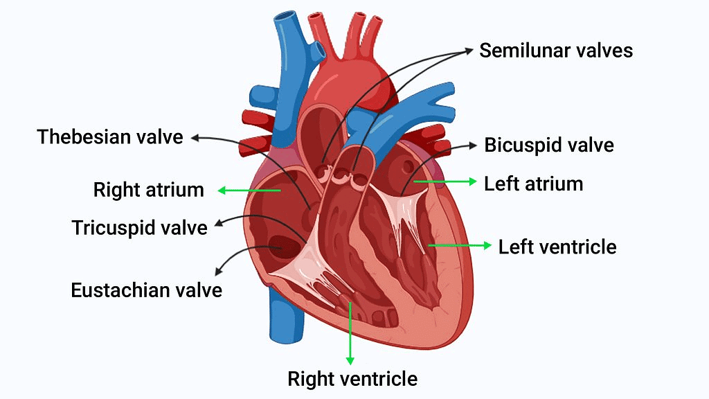 Structure of Human Heart - Class 10