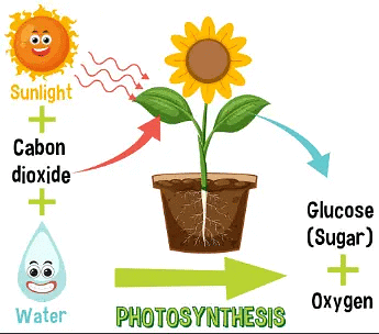 Photosynthesis