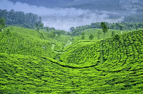 Tea/Coffee Plantations