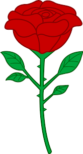 The stem of a rose plant has thorns on it.