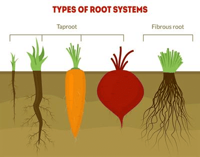 Roots