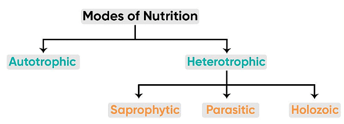 Class 10 Science Chapter 5 Question Answers - Life Processes