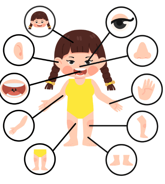 Our Body - CBSE Worksheets- 1 Solutions