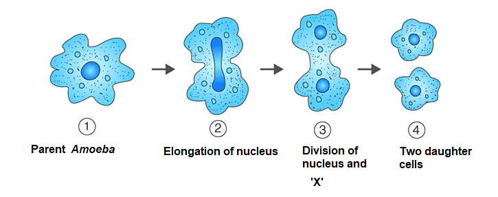 Fission in Amoeba