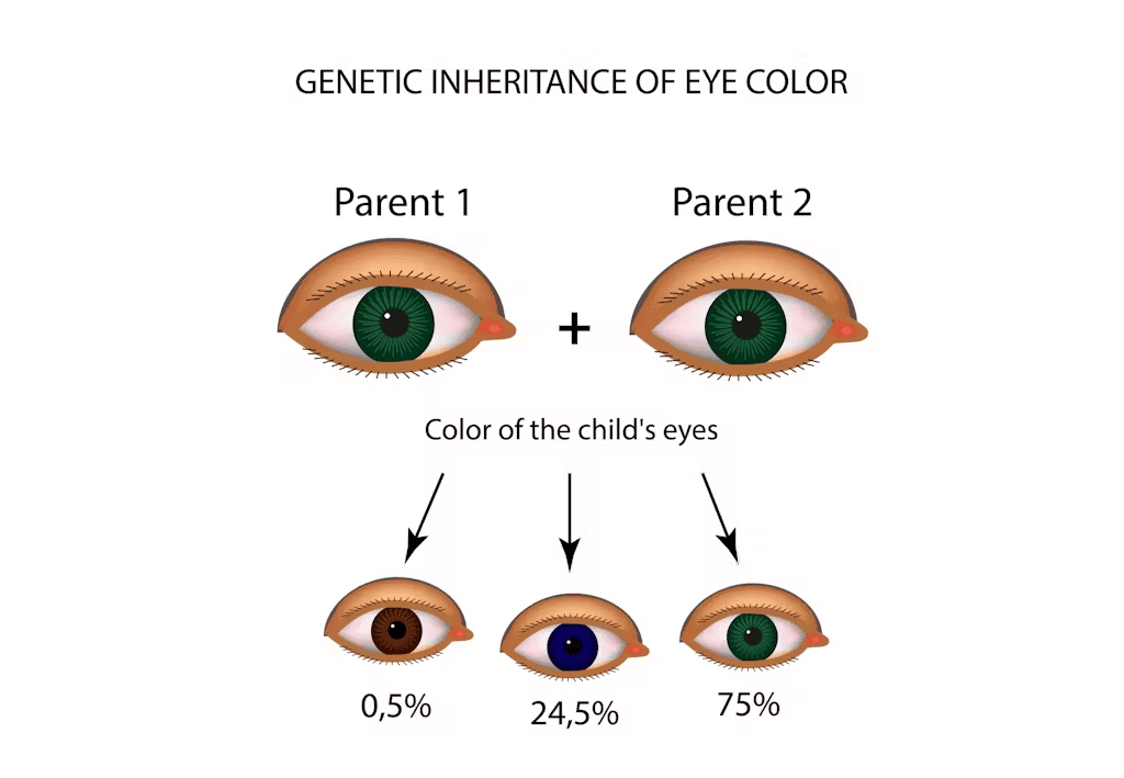 Like Father, Like Daughter Class 5 Worksheet EVS Chapter 21