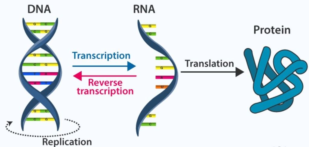 Nucleic Acids -Bio-Molecules | Organic Chemistry