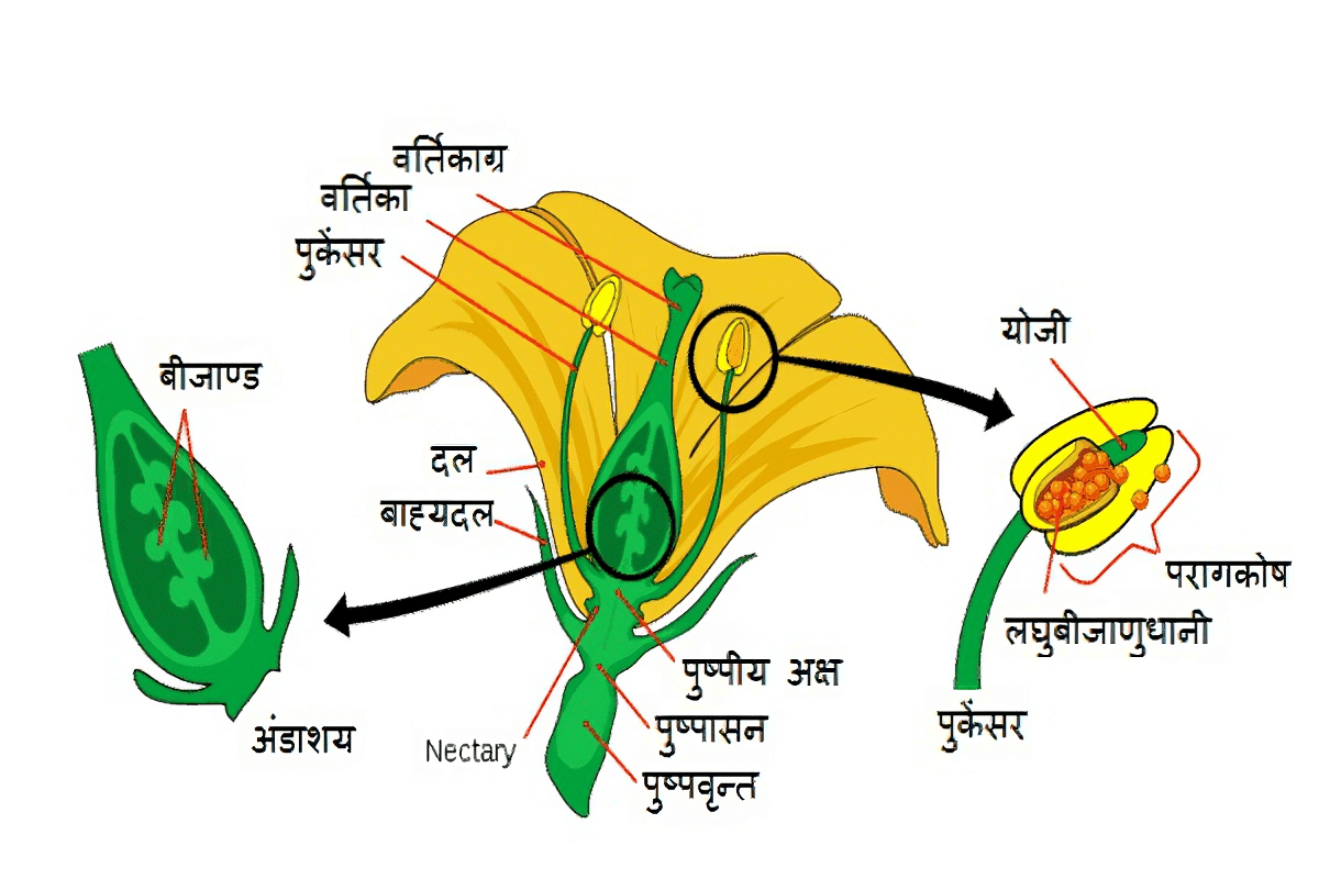 नोट्स, पाठ - 8 जीव जनन कैसे करते हैं? (कक्षा दसंवी) - Class 10