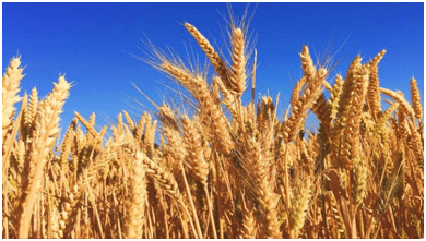 Crop Production and Management Class 8 Notes Science Chapter 1