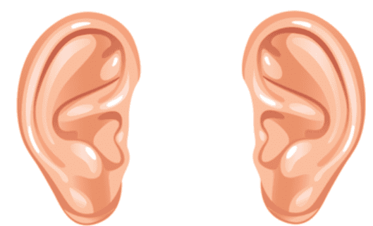 Sense Organs Class 1 Notes EVS