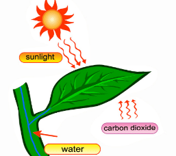 Multiple Choice Questions (MCQs)
