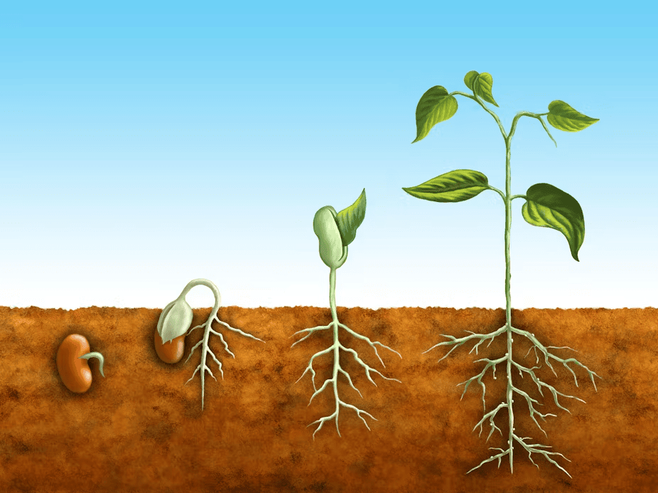 Seed to Plants