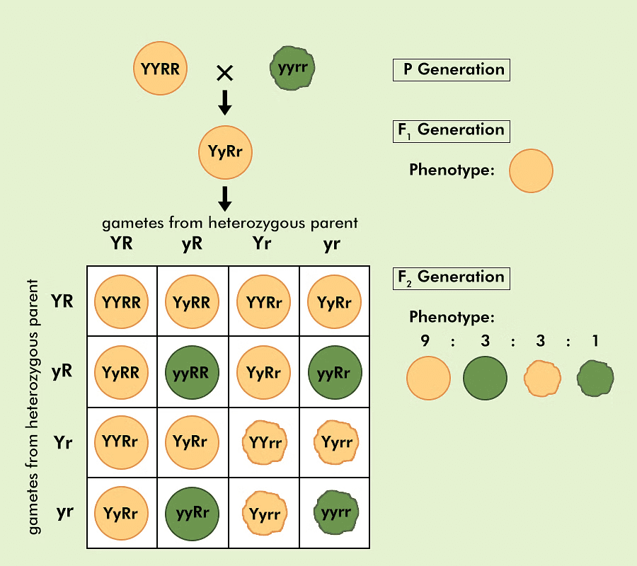 Heredity and Evolution Class 10 Notes Science Chapter 8