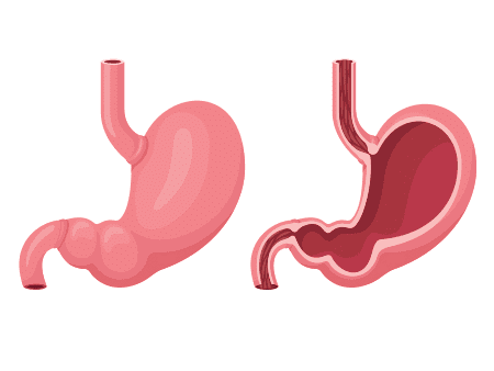 Stomach