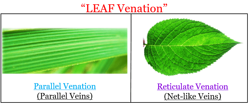 Leaf Venation