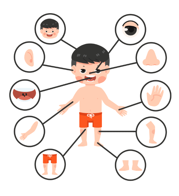 Our Body - 2 Worksheet Science