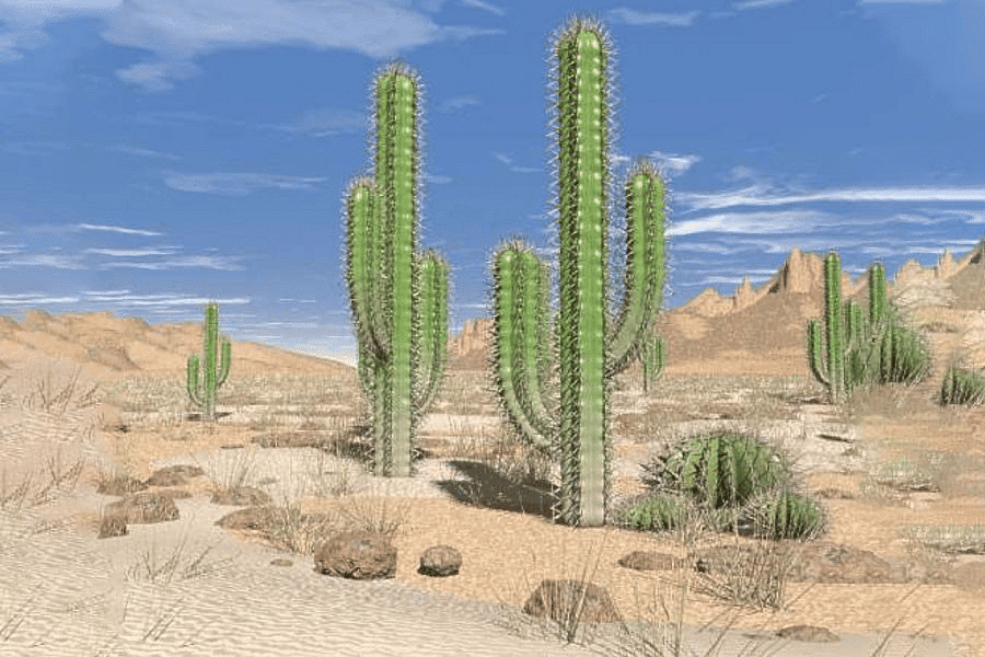 Thorn Forests and Scrubs