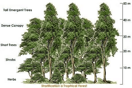 Tropical Evergreen Forest