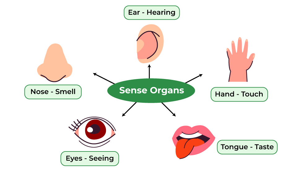 Sense Organs Class 1 Notes EVS