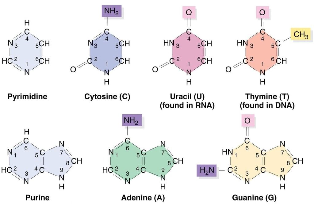 Nucleic Acids -Bio-Molecules | Organic Chemistry