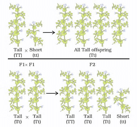 Heredity and Evolution Class 10 Notes Science Chapter 8