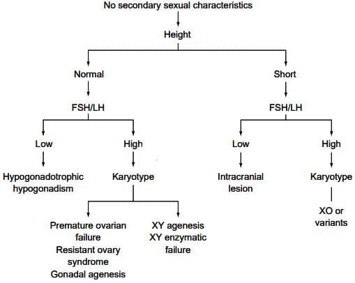 Normal Puberty