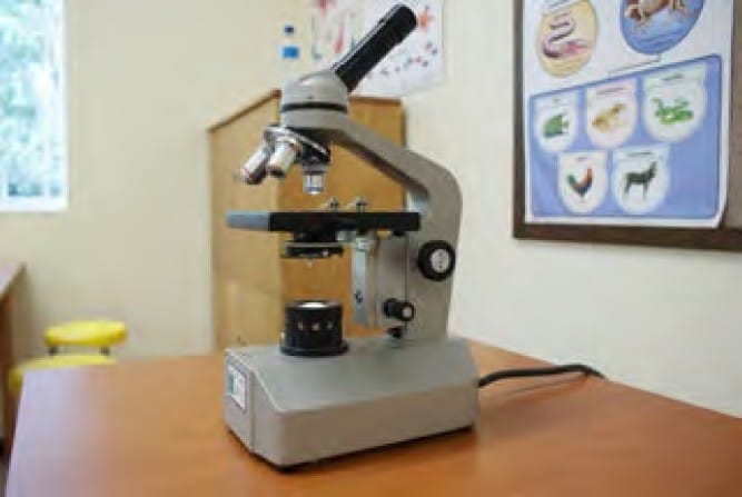 Observing cells under a microscope