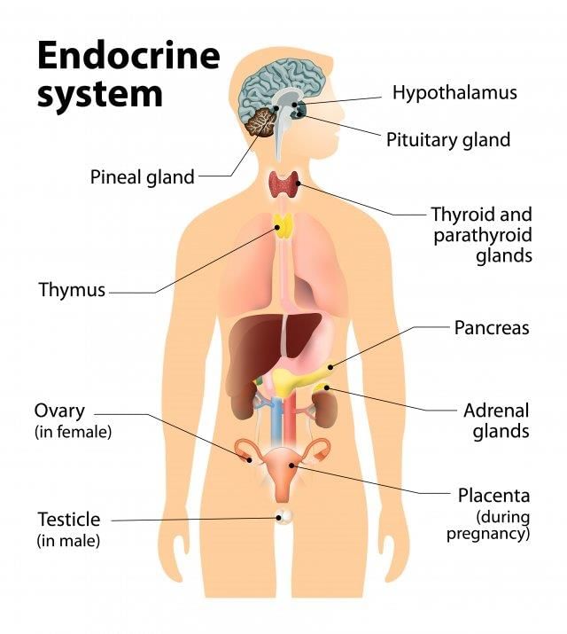 Revision Notes: Endocrine Glands - The Producers of Chemical Messengers | Biology Class 10 ICSE