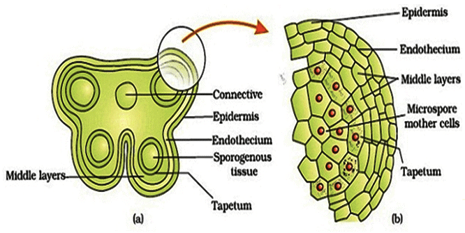 The Microsporangium & the Male Gametophyte : Plantlet